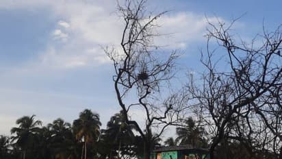 വിശ്വാസം അതല്ലേ എല്ലാം; വികെ പടിയിൽ മുറിച്ച് മാറ്റിയ മരത്തിൽ വീണ്ടും കൂടുകൂട്ടി പക്ഷികൾ, മുട്ടയുമിട്ടു