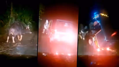 Horrifying! Wild Buffalo flips auto rickshaw with its head; video goes viral