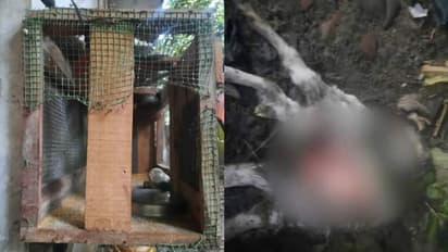 മാന്നാറില് ഭീതി പടര്ത്തി അജ്ഞാത ജീവി; ആടുകളെ കൊന്നു, പിന്നാലെ വളർത്തു പക്ഷികളെയും കൊന്നു