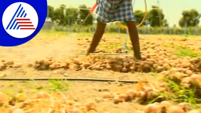 ಈರುಳ್ಳಿ ಬೆಳೆದು ಕಂಗಾಲಾದ ಕೋಟೆನಾಡಿನ ರೈತರು, 14 ಸಾವಿರ ಹೆಕ್ಟೇರ್ ಈರುಳ್ಳಿ ನಾಶ!