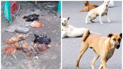 മാന്നാറില് നായ്ക്കളുടെ വിളയാട്ടം; ഒരു വിദ്യാർത്ഥിക്ക് കടിയേറ്റു, ഇരുപതിലധികം കോഴികളെ നായ്ക്കൂട്ടം കൊന്നു