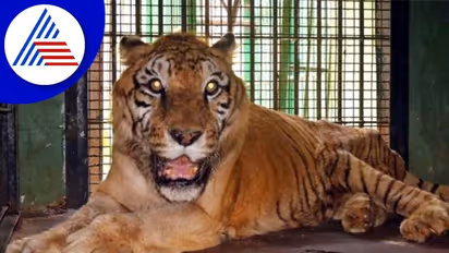 Shivamogga: ತ್ಯಾವರೆಕೊಪ್ಪದ ಸಫಾರಿಯ ದೀರ್ಘಾಯುಷಿ ಹಿರಿಯ ಹುಲಿ ‘ಹನುಮ’ ಸಾವು