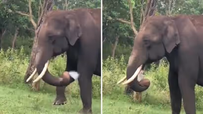 கோவையில் காட்டு யானை ஆக்ரோஷம்; இரும்பு கதவை உடைத்து அட்டூழியம்