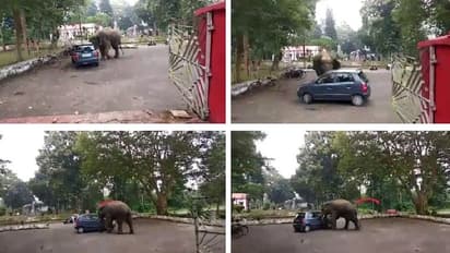 ರಸ್ತೆ ಬದಿ ನಿಲ್ಲಿಸಿದ್ದ ಕಾರಿನೊಂದಿಗೆ ಆನೆಯ ಆಟ: ನೋಡುಗರಿಗೆ ಪುಳಕ,ಕಾರು ಓನರ್‌ಗೆ ನಡುಕ