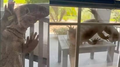 വീടിന്റെ ജനാല തകർത്ത് അകത്ത് കയറാനൊരുങ്ങി ഭീമൻ പല്ലി! ​'ഗോഡ്‍സില്ല' എന്ന് സോഷ്യൽ മീഡിയ 