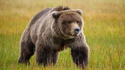 ഒമ്പത് വയസുള്ള കുട്ടിയെ കടിച്ചു കീറി കരടി, വെടിവെച്ച് കൊന്ന് ബന്ധു