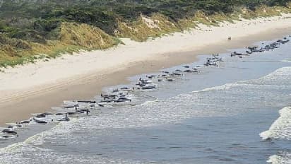 തീരത്തടിഞ്ഞത് 230 തിമിം​ഗലങ്ങൾ, പകുതിയിലധികവും ചത്ത നിലയിൽ, കാരണം... 