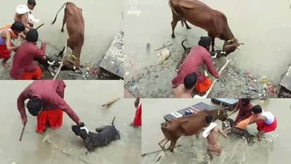 ನಾಯಿ ದಾಳಿಯ ಮತ್ತೊಂದು ಭಯಾನಕ ವಿಡಿಯೋ ವೈರಲ್:  ಹಸುವನ್ನು ಕಚ್ಚಿ ಎಳೆದಾಡಿದ ಪಿಟ್ಬುಲ್  ಶ್ವಾನ