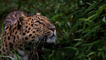 পালিত হচ্ছে বিশ্ব প্রাণী দিবস, জেনে নিন এই দিনটির মাহাত্ম্য, রইল নেপথ্যের কাহিনি