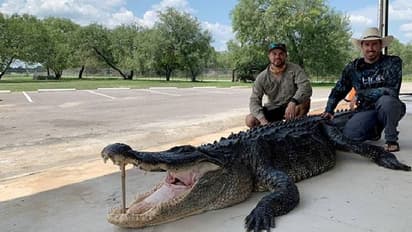 ടെക്സാക്സിൽ വേട്ടയാടി പിടിച്ചത് 14 അടിയുള്ള ഭീമൻ ചീങ്കണ്ണിയെ, കൊന്നു
