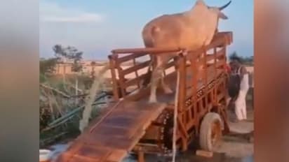 IAS ने सिंचाई के नए तरीके वाली इस वीडियो को कहा- शानदार, यूजर्स बोले- यह पशुओं का शोषण है