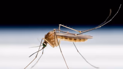 ചിക്കുൻ ഗുനിയയും ഡെങ്കിപ്പനിയും എങ്ങനെ വേര്‍തിരിച്ചറിയാം?