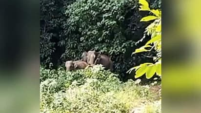 Viral Video: കൂട്ടംതെറ്റിയ കുട്ടിയാനയെ അരികിലെത്തിച്ചു; നന്ദി പറഞ്ഞ് അമ്മയാന; വൈറലായി വീഡിയോ 