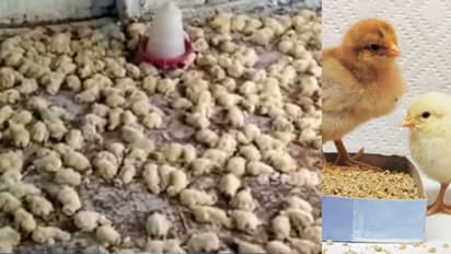 കീരിക്കൂട്ടത്തിന്റെ ആക്രമണം; രണ്ടായിരത്തോളം കോഴിക്കുഞ്ഞുങ്ങള് ചത്തു, സംഭവം ആലപ്പുഴയില്