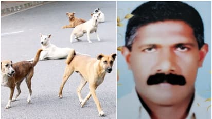 മാവേലിക്കരയിൽ നായ കുറുകെ ചാടി, സൈക്കിൾ ബാലൻസ് തെറ്റി; തറയിൽ വീണ് പരുക്കേറ്റയാൾ മരിച്ചു