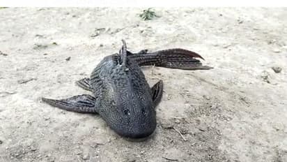 వలలో చిక్కిన వింత చేప.. ఒళ్లంతా నలుపు, తెలుపు మచ్చలు… నోరు కూడా వెరైటీగా (వీడియో)