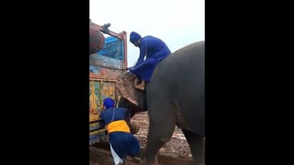 నేనున్నానంటూ ముందుకు వ‌చ్చిన గ‌జ‌రాజు.. బురద‌లోని  ట్ర‌క్కును బ‌య‌ట‌కు లాగిన ఏనుగు .. వీడియో వైరల్ ..