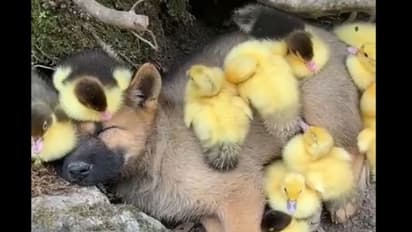 पिल्ले ने बत्तख के घर पर किया कब्जा, मगर बच्चाें ने नहीं मानी हार, किया कुछ ऐसा मिलकर रहे साथ