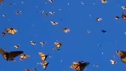 ನೀಲಾಕಾಶದಲ್ಲಿ ಚಿತ್ತಾರ ಮೂಡಿಸಿದ ಬಣ್ಣ ಬಣ್ಣದ ಚಿಟ್ಟೆಗಳು: ವೈರಲ್ ವಿಡಿಯೋ