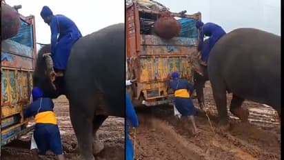 वाह गजराज: कीचड़ में फंसे 3 ट्रकों को हाथी खींच ले गया, वीडियो देख लोग बोले-सूंड ने तो कमाल कर दिया