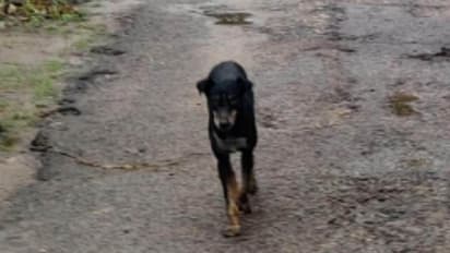 लखनऊ में जारी है कुत्तों का आतंक, एक ही जगह पर बच्चों समेत 6 लोगों को बनाया निशाना 