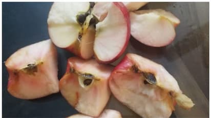 സൂചി കുത്തിയ പാടുകള്, മുറിച്ച് വച്ചാല് കറുപ്പും ചുവപ്പും നിറങ്ങള്; ആപ്പിള് കഴിച്ചവര്ക്ക് വയറുവേദന, ആശങ്ക