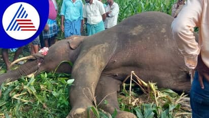 Shivamogga:  ವಿದ್ಯುತ್ ತಂತಿ ಕಟ್ಟಿದ ಪರಿಣಾಮ ಆಹಾರ ಅರಸಿ ಬಂದು ಬಲಿಯಾದ ಕಾಡಾನೆಗಳು