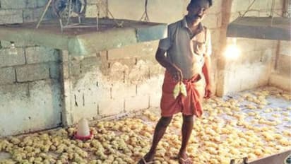 പുലർച്ചെയോടെ ഫാമിൽ ചത്ത നിലയിൽ കണ്ടെത്തിയത് രണ്ടായിരത്തോളം കോഴിക്കുഞ്ഞുങ്ങളെ, കാരണം കീരിയെന്ന് വിശദീകരണം