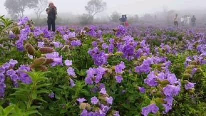 Chikkamagaluru: ಹಸಿರು ಪರ್ವತಕ್ಕೆ ನೀಲಿ ಹೊದಿಕೆ; ಪ್ರವಾಸಿಗರನ್ನು ಮಂತ್ರಮುಗ್ಧಗೊಳಿಸಿದ ಕುರಂಜಿ ಹೂ