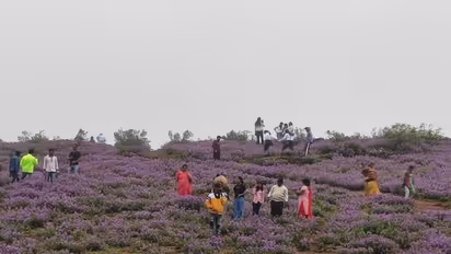 चिक्कमगलुरु के कॉफी बगान में 16 दलितों को 15 दिनों तक बंधक बनाकर अत्याचार, दलित महिला ने बच्चा खोया