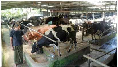 tumakur  ಹೈನುಗಾರಿಕೆಯಲ್ಲಿ ಸ್ತ್ರೀಯರ ಪಾತ್ರ ಅತಿ ದೊಡ್ಡದು