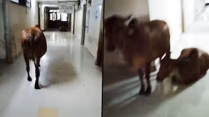 Cow strolling inside government building in Gujarat; watch here