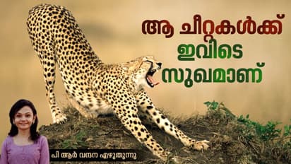 കാവലിന് രണ്ടാനകള്, സുഭിക്ഷ ഭക്ഷണം, ആ ചീറ്റകള് ഇപ്പോള് വിഐപിമാര്!
