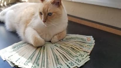 বাড়িতে বিড়াল পুষলে হতে পারে টাকার বৃষ্টি, এই নিয়মগুলো জেনে নিন