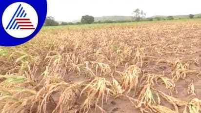 ವಿಜಯಪುರ: ಕಪ್ಪು ನುಶಿ ಕಾಟಕ್ಕೆ ಅನ್ನದಾತ ಕಂಗಾಲು