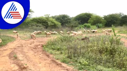 ಕೋಲಾರದ ಈ ಕೆರೆಗೆ ವರುಣನ ಕೃಷೆ ಇಲ್ಲ, ಇಂದಿಗೂ ನೀರು ಬರಲಿಲ್ಲ!