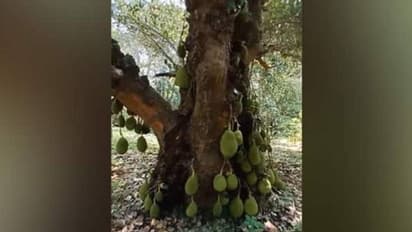 200 വർഷം പഴക്കം, ഇന്നും നൂറ് കണക്കിന് പഴങ്ങൾ, ഇന്റര്‍നെറ്റിൽ അത്ഭുതമായി ഈ മുത്തശ്ശി പ്ലാവ്