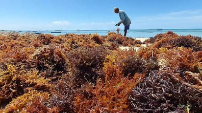 ഫാറ്റിലിവറിനെ ചെറുക്കാൻ കടൽപായൽ ഉൽപന്നവുമായി സിഎംഎഫ്ആർഐ