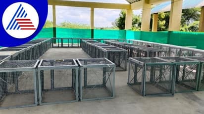 Chikkaballapur: ನಾಯಿಗಳ ಸಂತಾನಹರಣ ಶಸ್ತ್ರಚಿಕಿತ್ಸೆಗೆ ಸೂಚನೆ