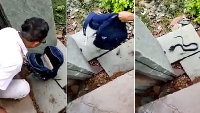 Watch: Madhya Pradesh teacher find cobra in girl student’s bag