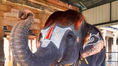 மவுத்தார்கன் இசைத்து நவராத்திரியை கொண்டாடும் ஸ்ரீரங்கம் யானைகள்