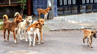 World Rabies Day 2022 : ലോക റാബിസ് ദിനം; ഈ ദിനത്തിന്റെ പ്രധാന്യത്തെ കുറിച്ചറിയാം