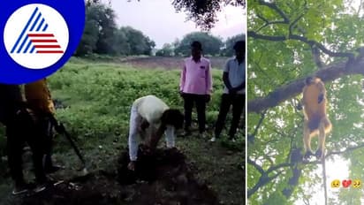 ಮಂಗಗಳನ್ನು ಕೊಂದು ಮರಕ್ಕೆ ನೇಣು ಹಾಕಿದ ದುಷ್ಕರ್ಮಿಗಳು