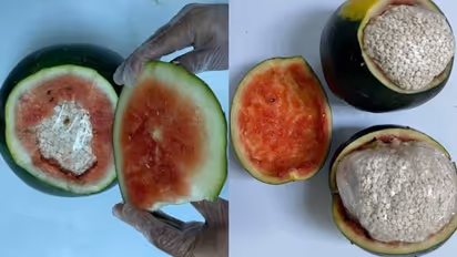 തണ്ണിമത്തനിലൊളിപ്പിച്ച് കടത്താന് ശ്രമിച്ചത് ഏഴു ലക്ഷത്തിലേറെ ലഹരി ഗുളികകള്; അഞ്ചുപേര് പിടിയില്