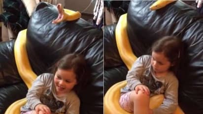 വീട്ടിലെ 'പെറ്റ്' ആയി പെരുമ്പാമ്പ്, അതിനൊപ്പമിരുന്ന് ടിവി കാണുന്ന നാലുവയസുകാരി