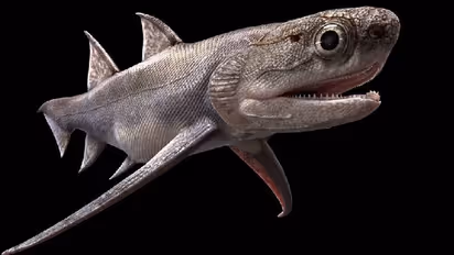 ലോകത്തിലെ ഏറ്റവും പഴക്കം ചെന്ന പല്ലുകൾ ചൈനയിലെ മത്സ്യ ഫോസിലുകളിൽ നിന്നും കണ്ടെത്തി