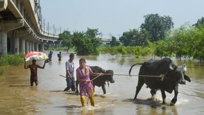 इंसान से लेकर जानवर तक दिल्ली की इस बाढ़ ने सबको किया तबाह, 10 फोटो में देखिए कैसे डूबा गरीबों का आशियाना 