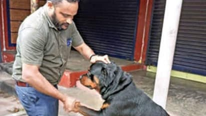 ആദ്യം പേയുണ്ടെന്ന് സംശയിച്ച് മാറിനിന്നു; വില കൂടിയ ഇനമാണെന്നറിഞ്ഞപ്പോള് സ്വന്തമാക്കാന് 'പിടിവലി'