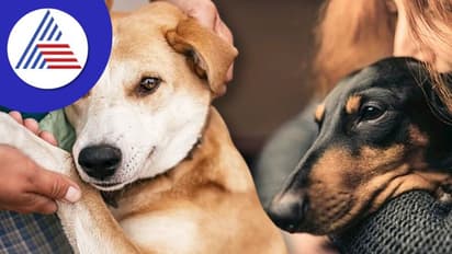 ಮನುಷ್ಯನಿಗೆ ಟೆನ್ಶನ್ ಆದ್ರೆ ನಾಯಿಗೂ ಗೊತ್ತಾಗುತ್ತಾ ?