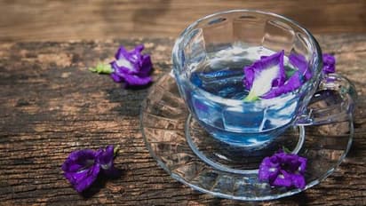 சங்குப் பூ தேநீர் குடிச்சிப் பாருங்க: ஆரோக்கிய நன்மைகளை அனுபவியுங்க!